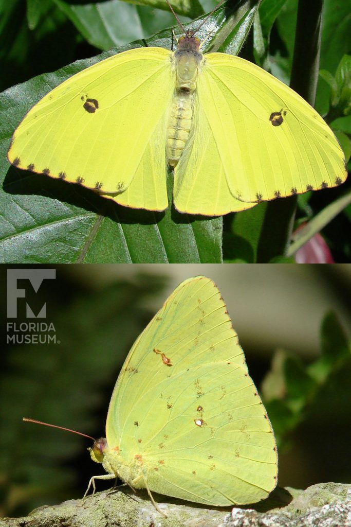 Cloudless Sulfur Butterfly ID photo - Male and Female butterflies look similar. With wings open and closed butterfly yellow with small dark spots.
