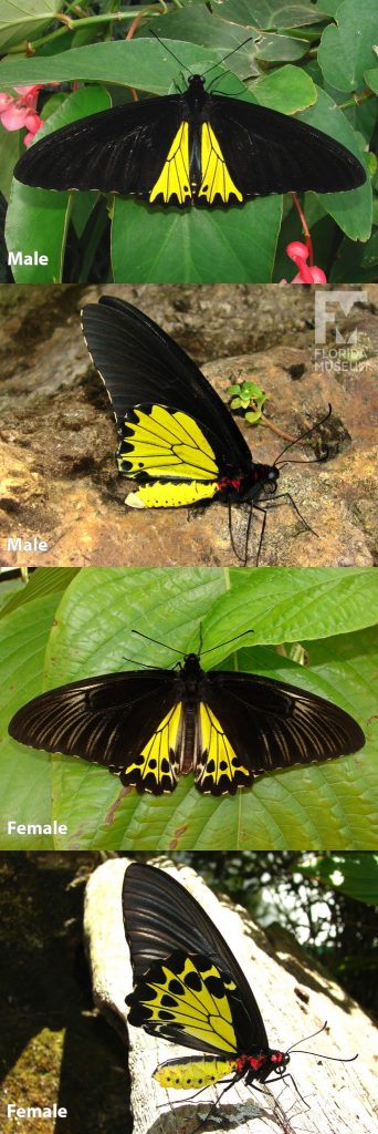 Male and Female Common Birdwing butterfly ID photos with open and closed wings. Butterfly’s wing in long and narrow. With wings open the male butterfly’s upper wing is black, the lower wing is bright yellow. With closed wings the butterfly’s upper wing is black, the lower wing and body is bright yellow. There are red spots of the butterfly’s body. With open wings the female’s upper wing is black/brown, the lower wing is bright yellow. With closed wings the upper wing is black with faint white lines, the lower wing is bright yellow. There are red spots of the butterfly’s body.