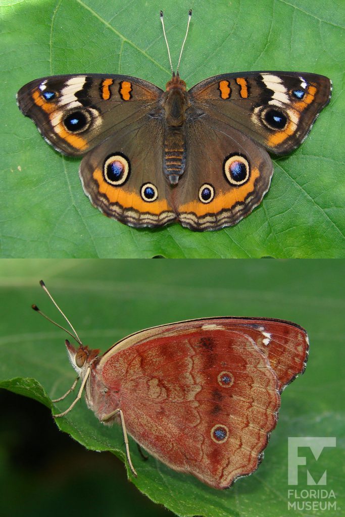 Common Buckeye Butterfly ID photos - With wings open butterfly is brown with several blue, black and yellow eye-spots. With wings closed butterfly is red or cream with faint markings. With wings closed the color can vary.