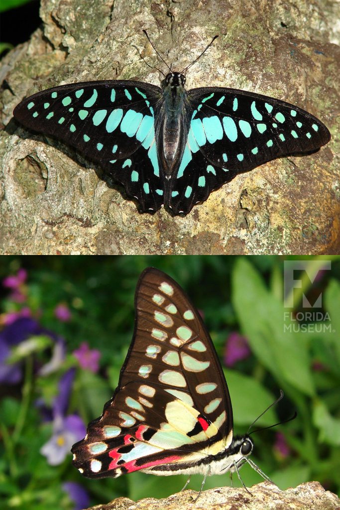 Common Jay Butterfly ID photos. Male and female butterflies look similar. With its wings open the butterfly is black with aqua blue markings. With its wings closed the butterfly is brown with pale cream and red markings. Some of the cream markings have a sea green or a yellow sheen.