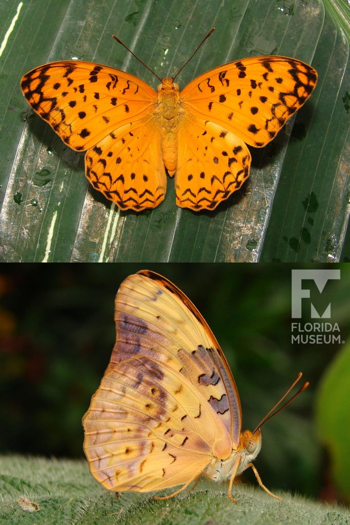 Common Leopard butterfly with open and closed wings. Male and female butterflies look similar.