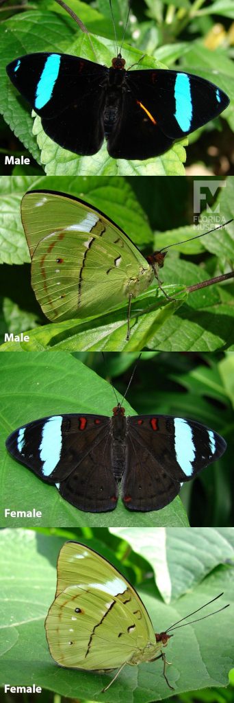 Male and Female Common Olivewing butterfly ID photos with open and closed wings. Male butterfly with open wings is black with iridescent blue bands near the wing tips. Male and Female butterfly look similar with wings closed. Butterflies are green with small brown and white markings. Female butterfly with wings open is black with light iridescent blue bands near the wing tips and small red markings along the edges.