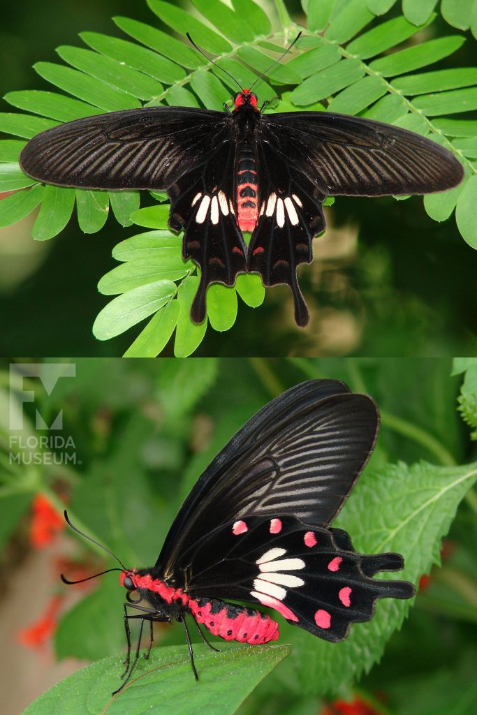 Common Rose Butterfly ID photo - Male and female butterflies look similar. The butterfly’s body is bright red, the top wings are long and narrow and bottom winds have several rounded points. With its wings open the butterfly is black with white markings. With its wings closed the butterfly black with red and white markings.