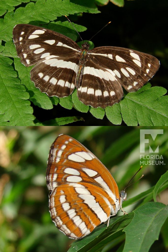 Common Sailor butterfly with open and closed wings. Male and female butterflies look similar.