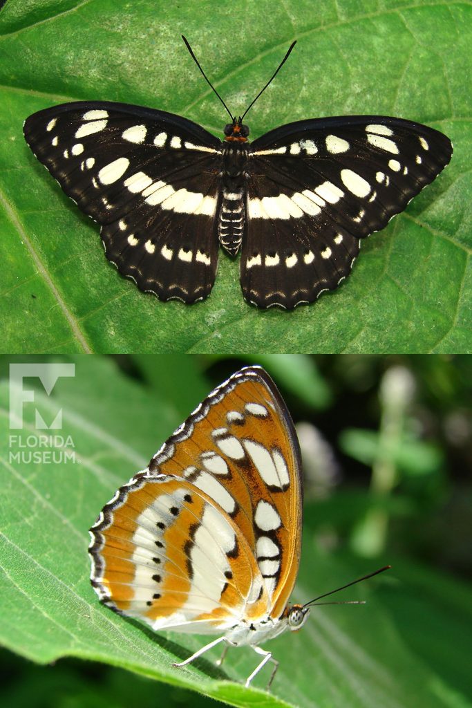 Common Sergeant butterfly with open and closed wings. Male and female butterflies look similar. Open wings are black with white markings set in horizontal stripes. Closed wings are reddish brown with bands of cream-colored markings.