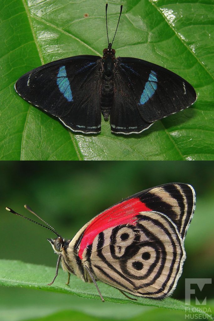 Cramer’s 88 butterfly ID photos - Male and female butterflies look similar. Butterflies with wings closed are tan back and red. A district pattern that looks like an 88 is on the side of the wings. With wings open are black with a blue-green irreverent stripe.