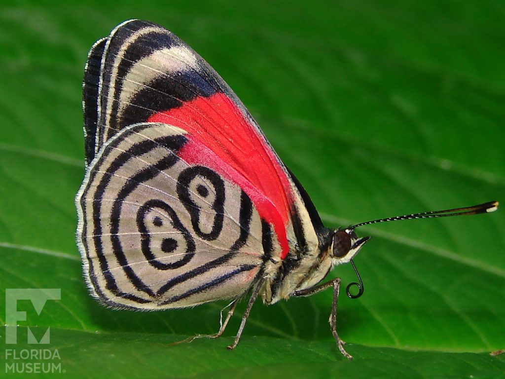 Cramer’s 88 butterfly with wings closed. Butterfly is tan back and red. A district pattern that looks like an 88 is on the side of the wings.