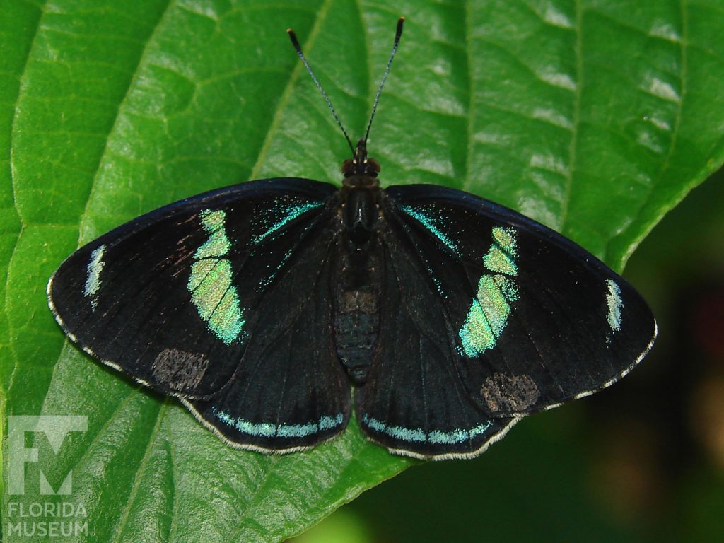 Cramer’s 88 butterfly with wings open. Butterflies is black with a blue-green irreverent bands on the upper wings and along the edge of the lower wing.