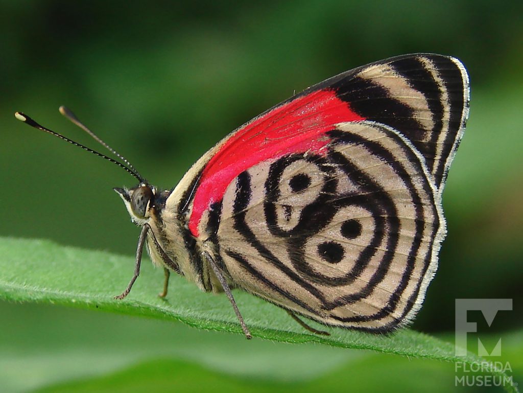Cramer’s 88 butterfly with wings closed. Butterfly is tan back and red. A district pattern that looks like an 88 is on the side of the wings.