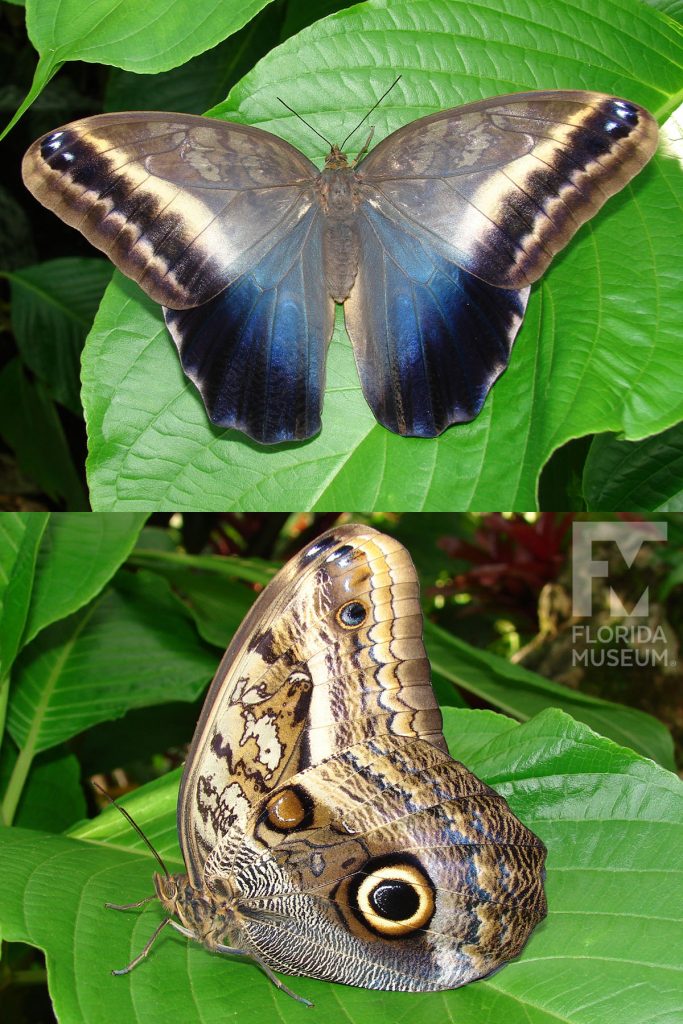 Cream-striped Owl butterfly ID photos - Male and female butterflies look similar. Butterflies with wings closed are shades of brown and cream with large ‘owl eye’ spots. With wings open the upper wings is brown and grey with black and cream stripes along the edges.