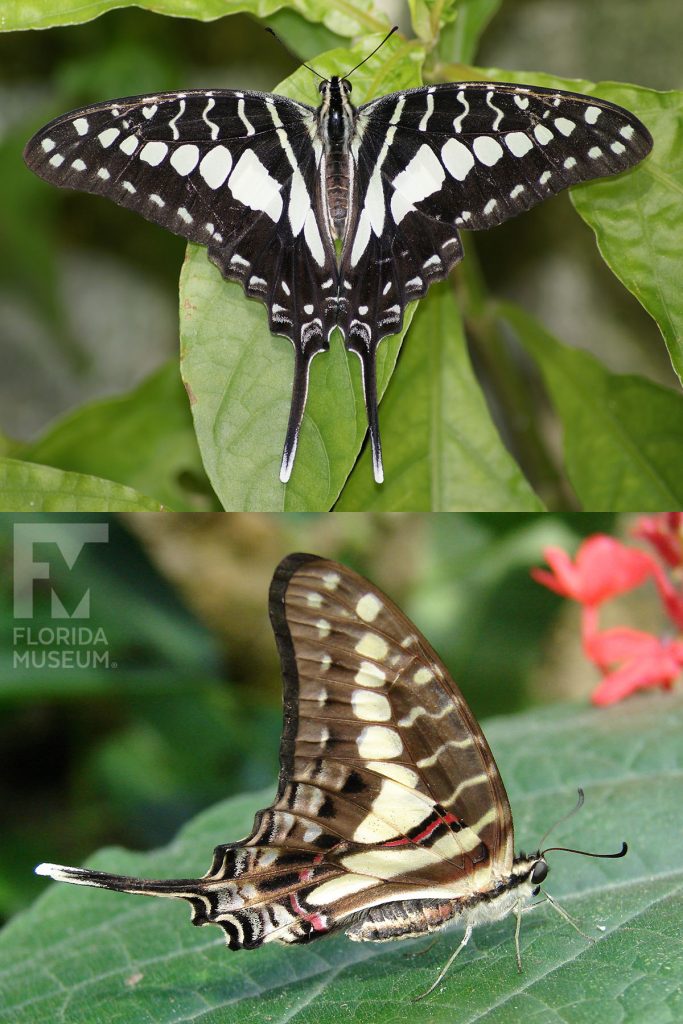 Cream-striped Swordtail Butterfly ID photos. Male and female butterflies look similar. The lower wings end in a long thin point. With its wings open the butterfly is black with white markings. With its wings closed the butterfly is brown with pale yellow and cream markings.