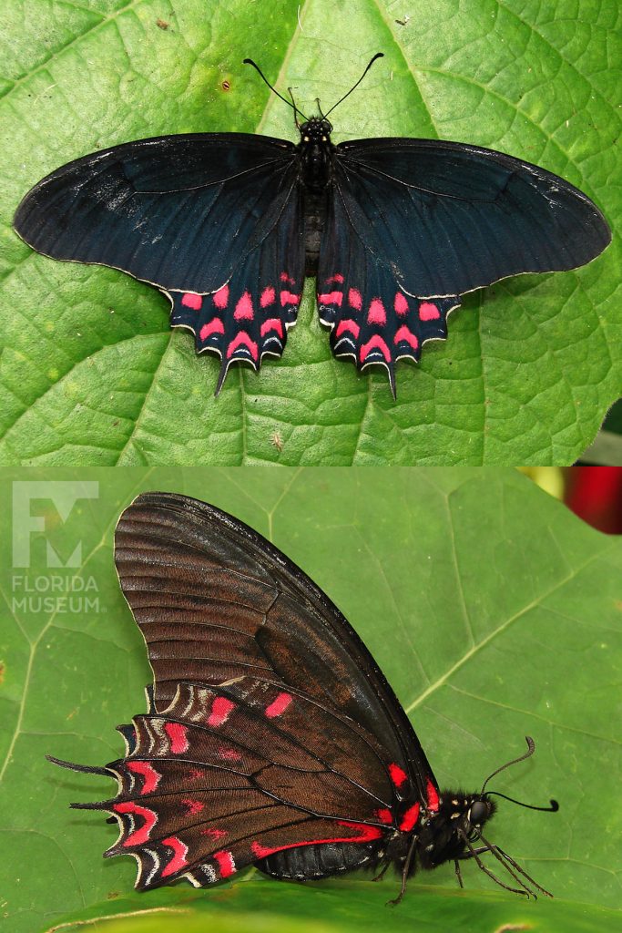 Crescent Swallowtail Butterfly ID photo - Male and female butterflies look similar. Wings end in several thin points. With its wings open the butterfly is black with red markings. With its wings closed the butterfly is brown with red markings.