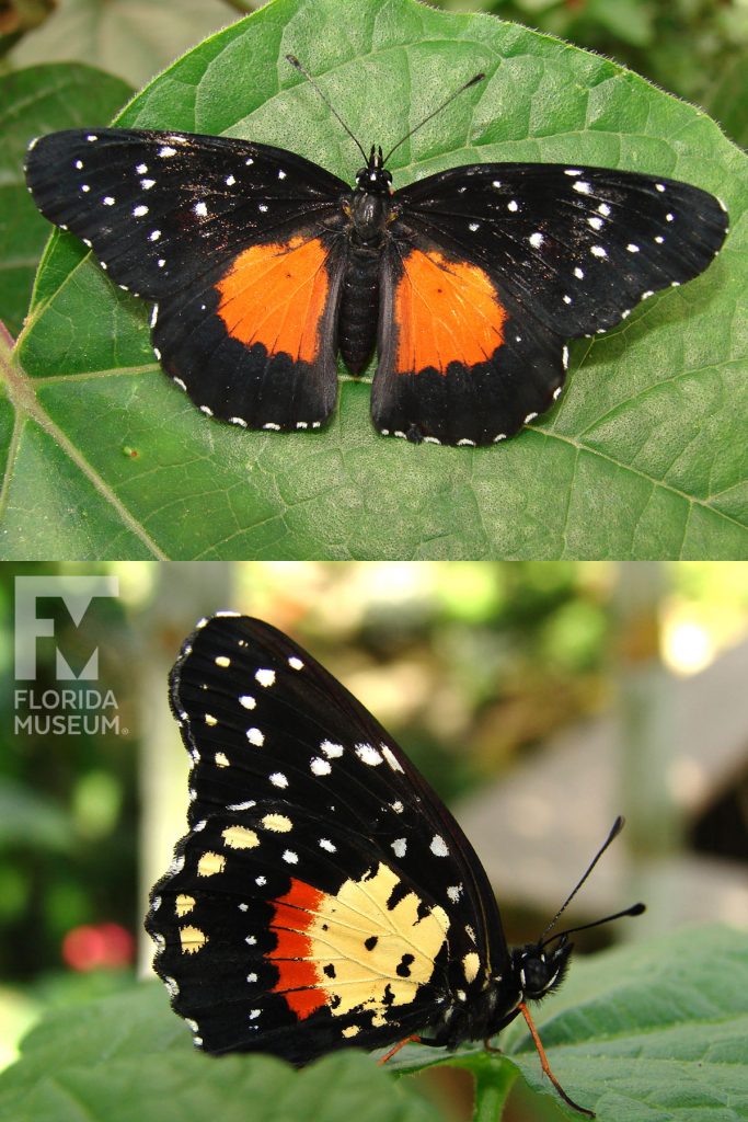 Crimson Patch butterfly with open and closed wings. Male and female butterflies look similar. Open wings are black sprinkled with small white dots. At the center of the wings near the body is a large orange patch. Closed wings are black sprinkled with small white dots. At the center of the wings near the body is a large yellow patch with an orange stripe.
