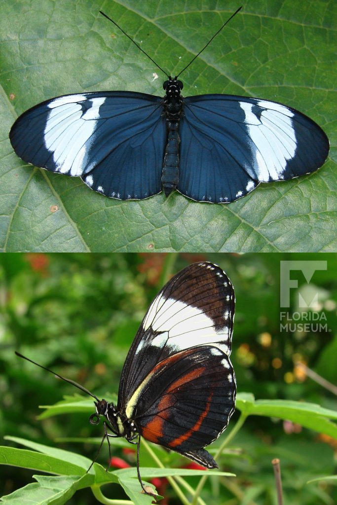 Cydno Longwing Butterfly ID photos - Male and Female butterflies look similar. With wings open butterfly is dark blue with black edges and a wide white band across the wings. With its wings closed the butterfly is black with brown thin brown strips and a wider white band.