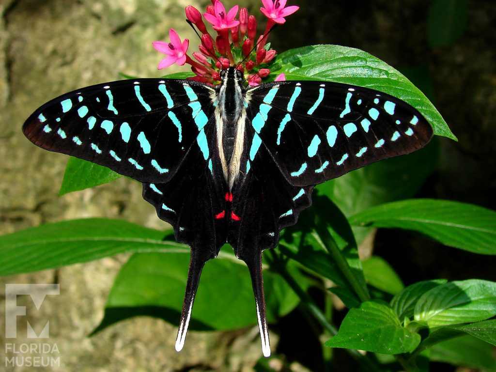 Black Swordtail Butterfly with its wings open. Male and female butterflies look similar. The lower wings end in a long thin point. he Butterfly is black with aqua blue stripes and spots and red markings near the center of the butterfly.