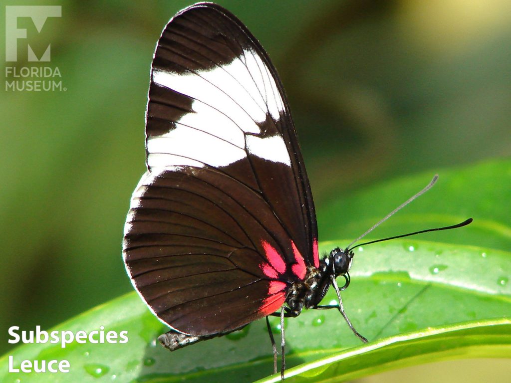 Subspecies Leuce, Sapho Longwing butterfly ID photos - Butterfly with wings closed. Wings are black with a red marking near the body and a wide white band across the center of the wings.