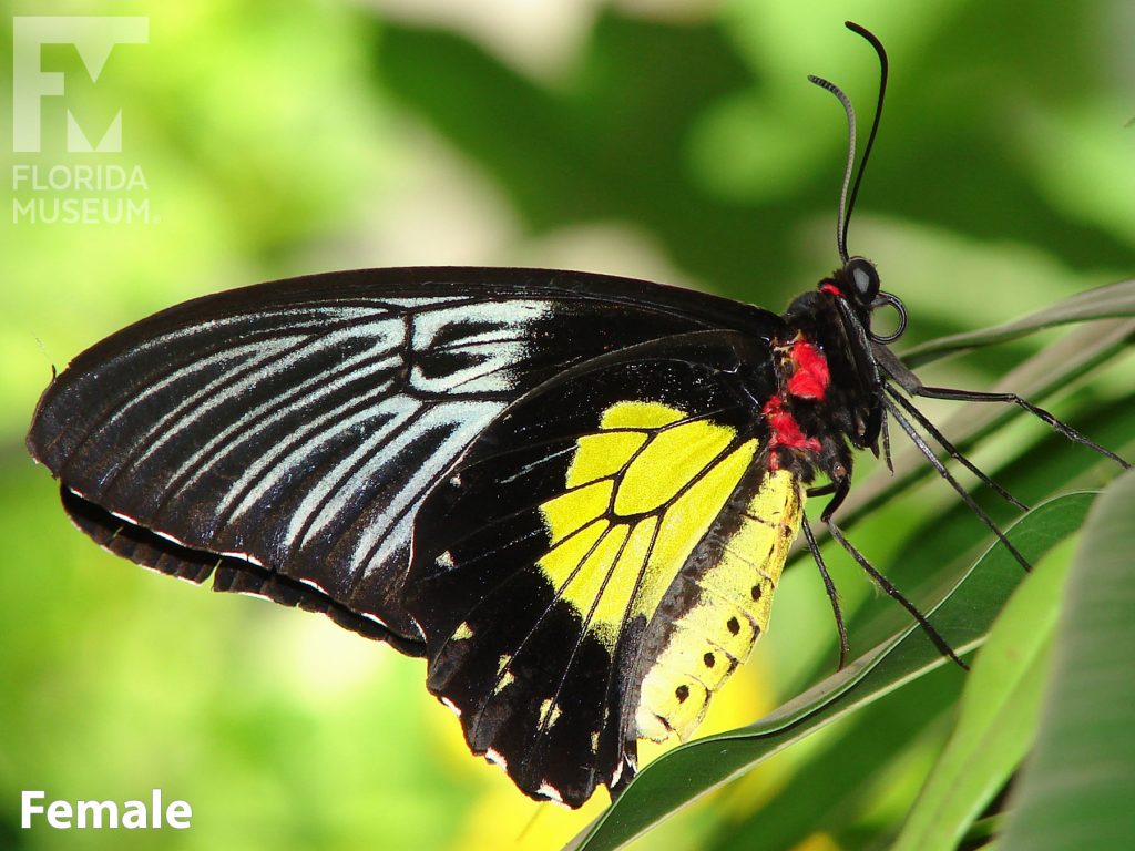 Female Golden Birdwing butterfly with closed wings. Butterfly’s wing in long and narrow. Upper wing is black with faint white lines, the lower wing is bright yellow. There are red spots of the butterfly’s body.