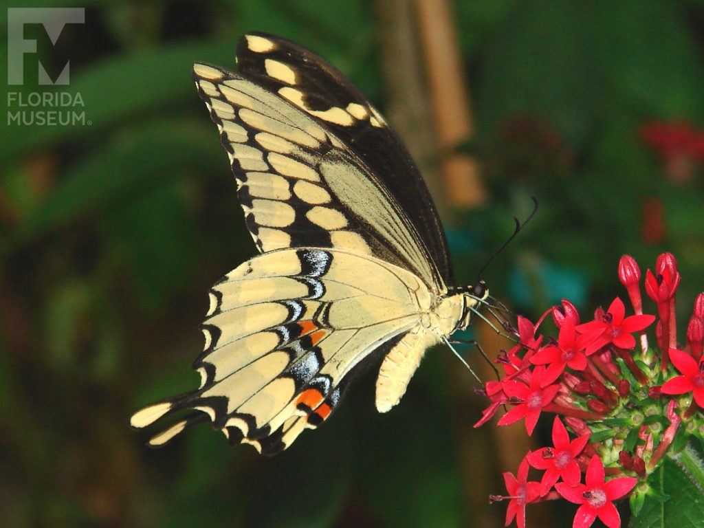 Giant Swallowtail Butterfly. The lower wings end in a long thin point. With its wings closed the butterfly is yellow with black markings.