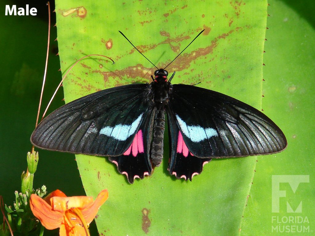 Male Lysander Cattleheart butterfly with open wings. Butterfly is black with light blue and red markings at the center, near the body of the butterfly. Small red dots run along the edge of the lower wing.