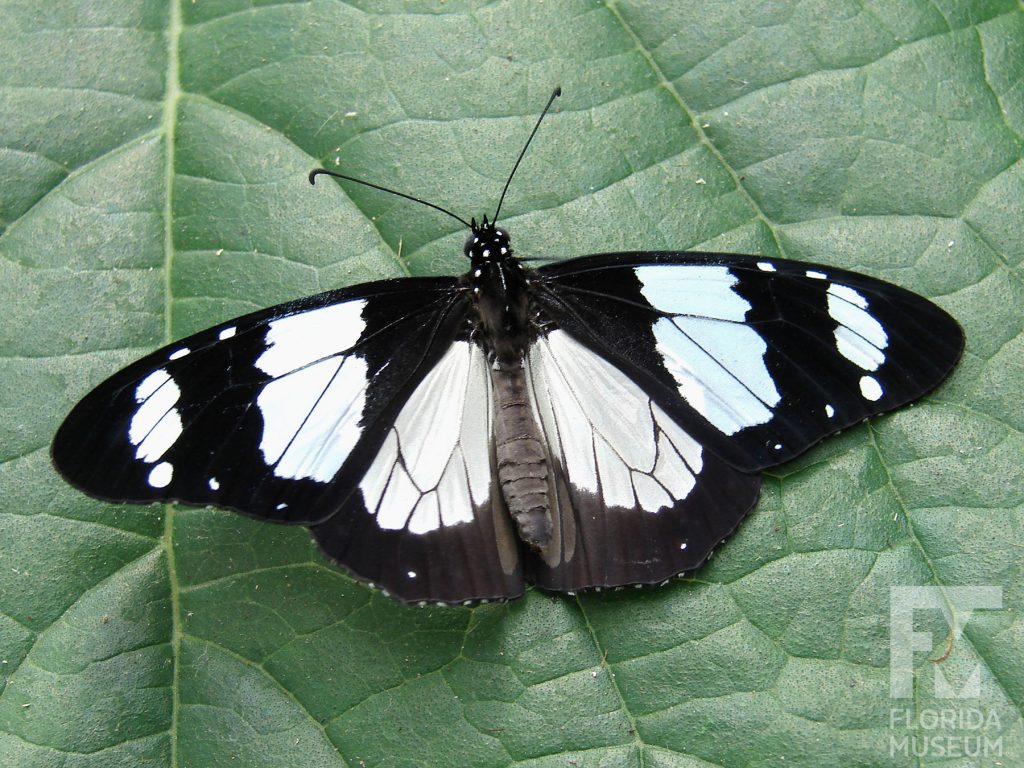 Novice Butterfly with open wings. Male and Female butterflies look similar. With its wings open the butterfly is black with large white markings that have thin black vein stripes.