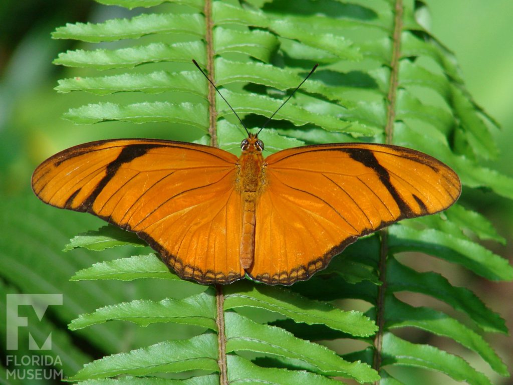 Julia butterfly with wings open. Male and female butterflies similar. Butterfly is orange with black edges and black stripes near the wing tips.