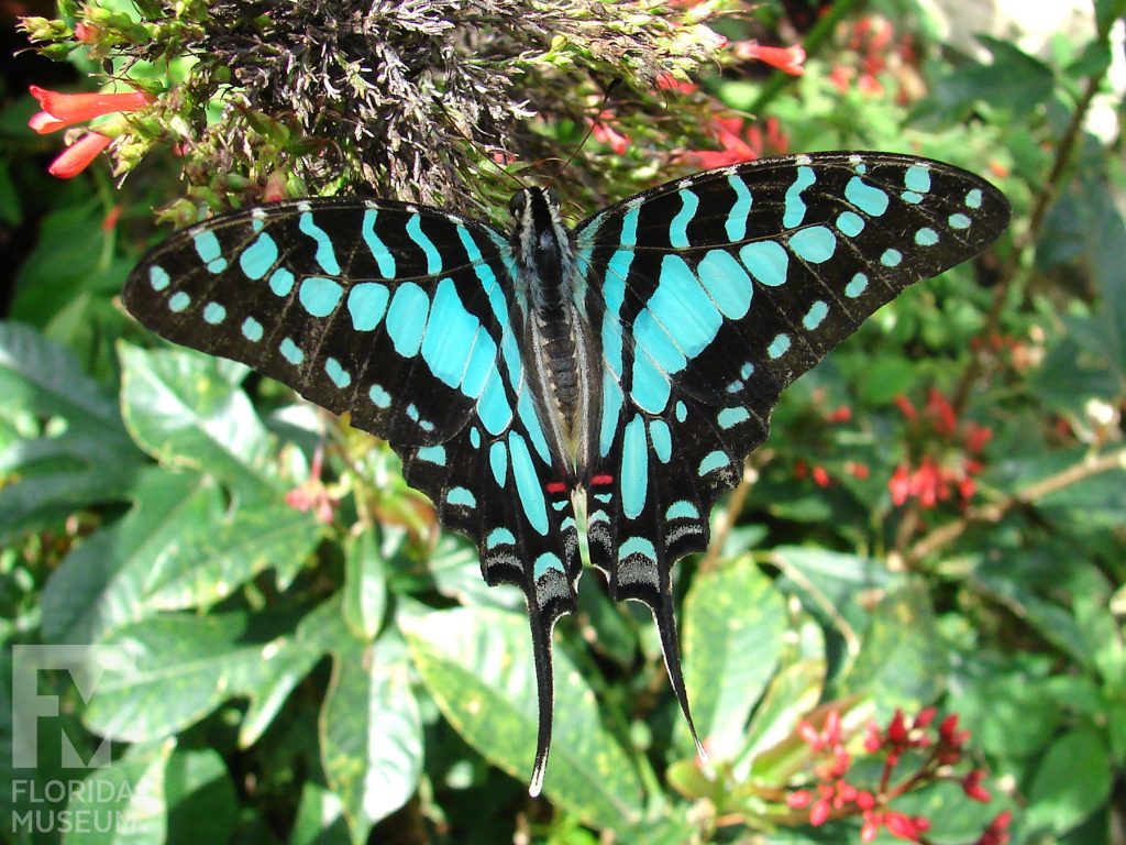 Large-striped Swordtail Butterfly with its wings open. The lower wings end in a long thin point. Butterfly is black with large aqua blue markings.
