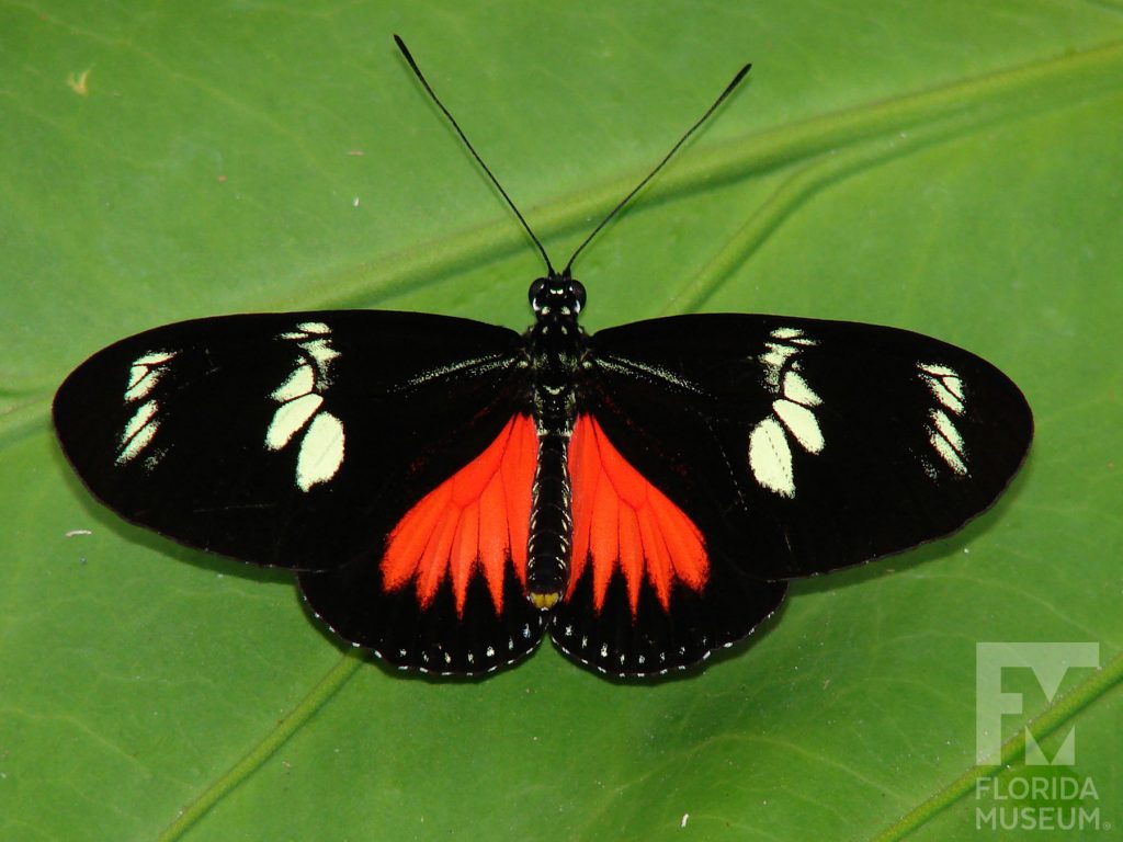 Doris Longwing Butterfly with wings open. The top long and narrow wing is black with a cream-colored bar. The bottom wing is black with a red marking