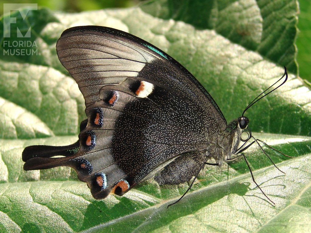 Emerald Swallowtail Butterfly with wings closed. The top wings are long and narrow and bottom winds have several rounded points. With its wings closed the butterfly is black covered with tiny grey spots giving it a grey appearance. The edges of the wings are like grey and on the lower wing there are white, russet-orange and black marking.