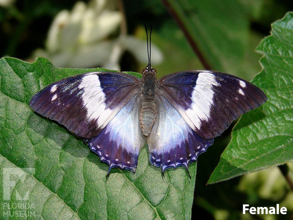 Female Violet-spotted Charaxes butterfly with open wings. Butterfly is black/black with a faint blue cast and white bands.