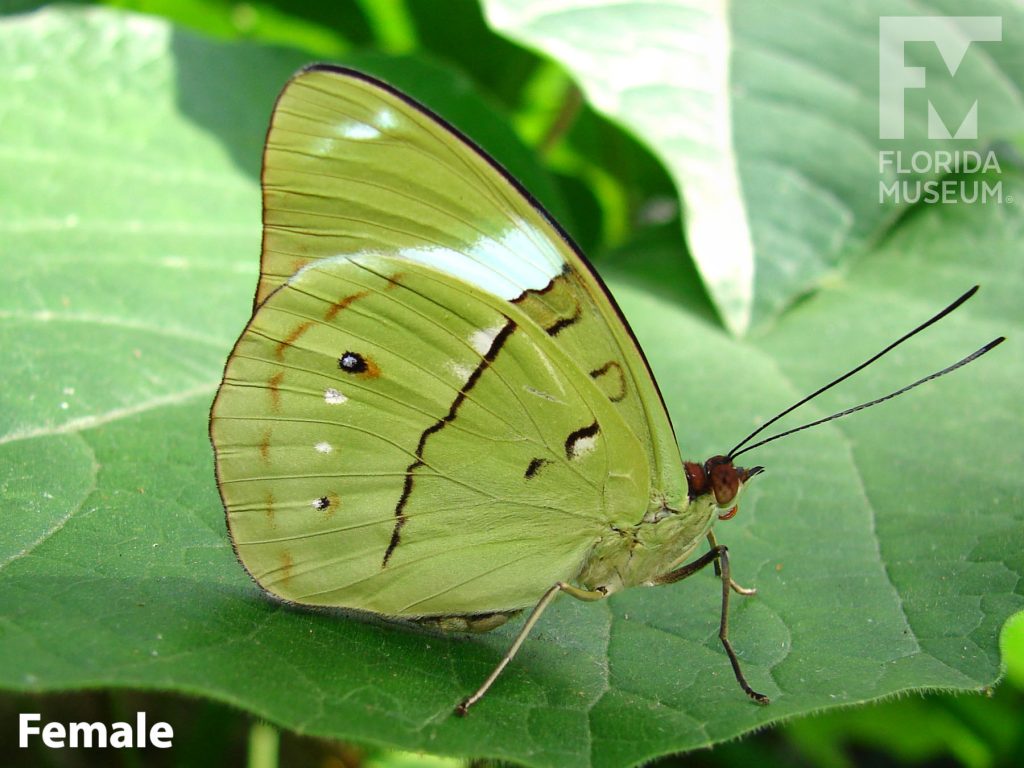 Female Common Olivewing butterfly with closed wings. Butterfly is green with small brown and white markings.