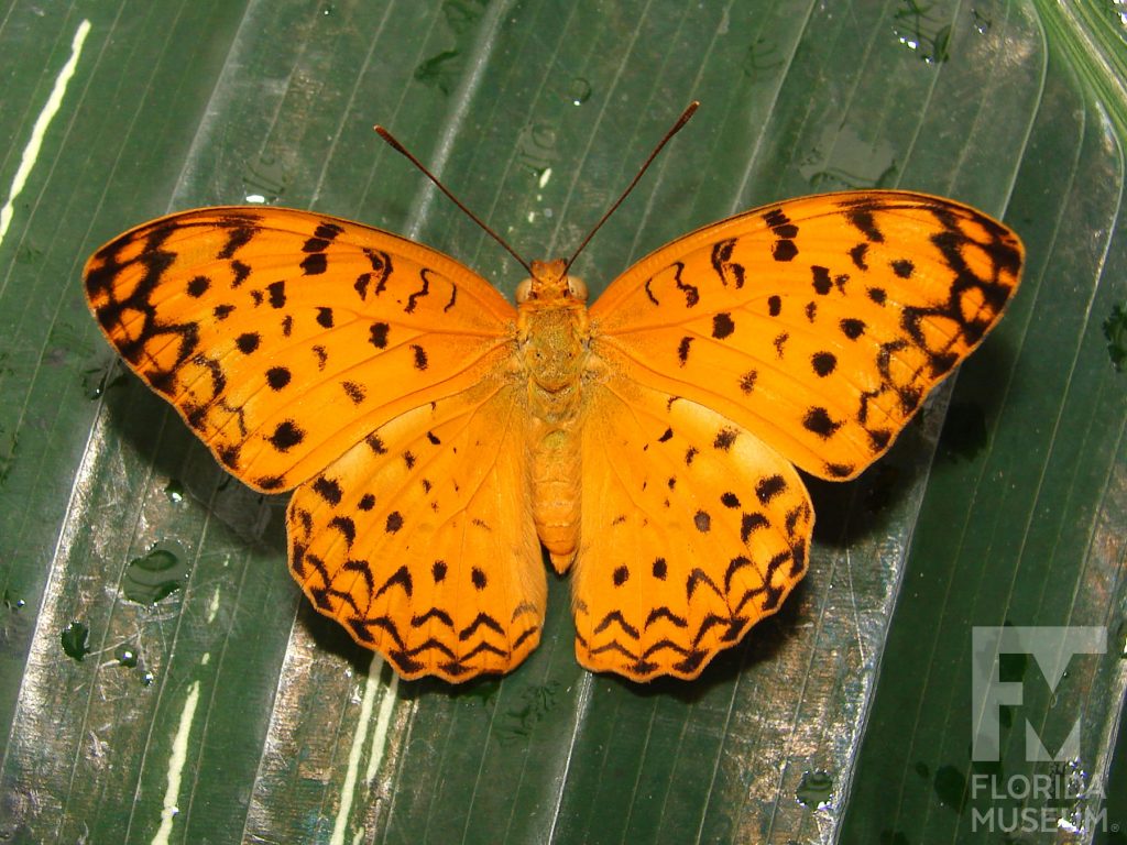 Common Leopard butterfly with open wings. Male and female butterflies look similar. Butterfly is orange with many small black spots.