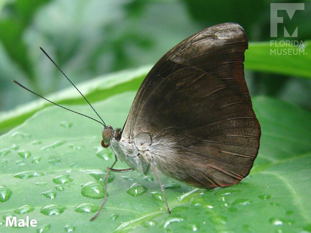 Male Banded Morpho Butterfly with its wings closed is solid grey