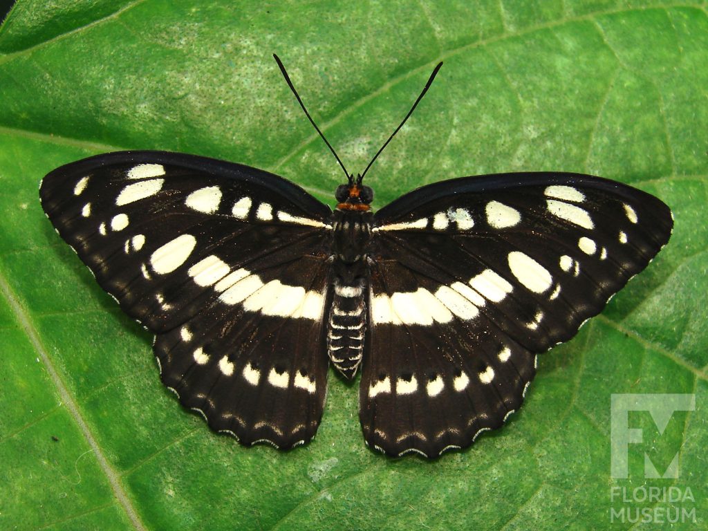 Common-Sergeant butterfly with open wings. Male and female butterflies look similar. Wings are black with white markings set in horizontal stripes.