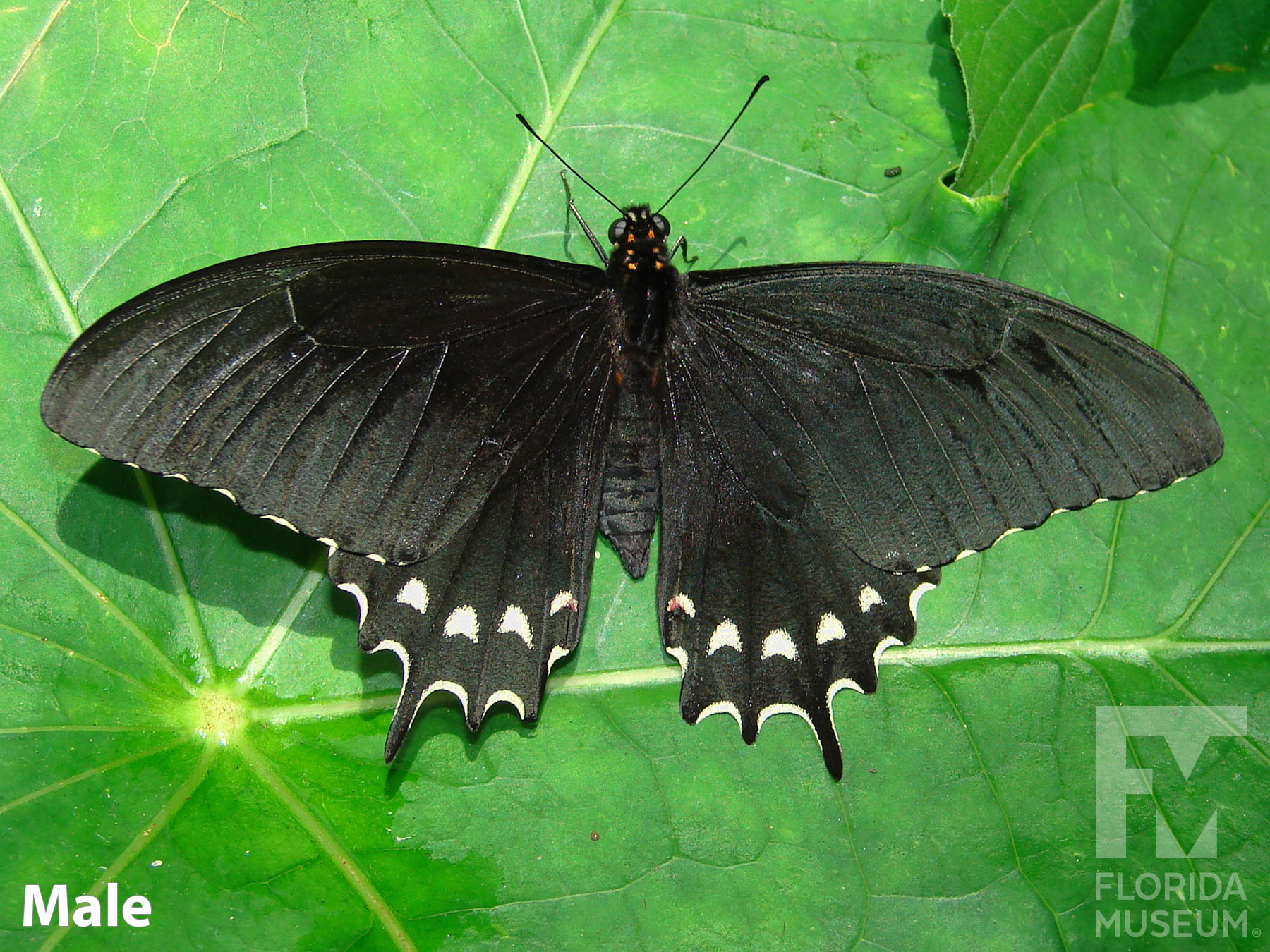 Palespotted Swallowtail Exhibits