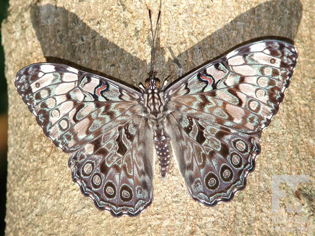 Guatamalan Cracker butterfly with open wings. Male and female butterflies look similar. Butterfly has mottled grey, blue, tan, and white wings with white markings heavier along the wing tips