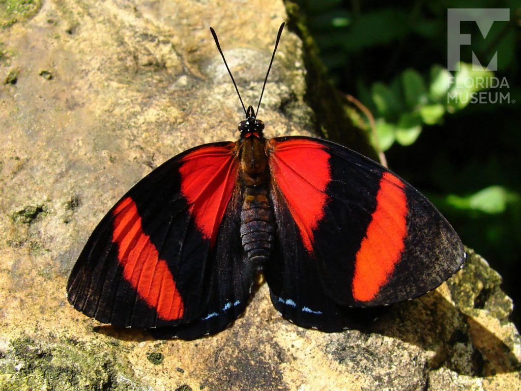 Two eyed 88 butterfly with open wings. Male and female butterflies look similar. Butterfly is black with wide red stripes.