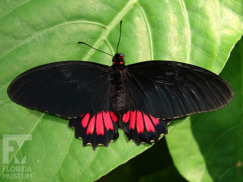 Mimic Kite Swallowtail butterfly with open wings. Male and female butterflies look similar. Butterfly is black with long wings and red markings on the lower wing near the butterfly’s body