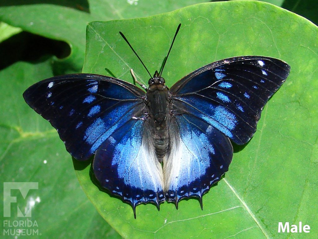Male Violet-spotted Charaxes butterfly with open wings. Butterfly is black with blue and white markings.