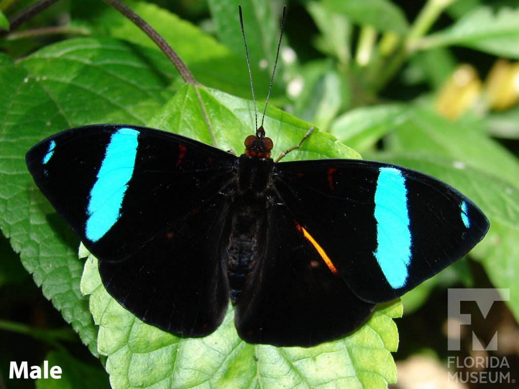 Male Common Olivewing butterfly with open wings. Butterfly is black with iridescent blue bands near the wing tips.
