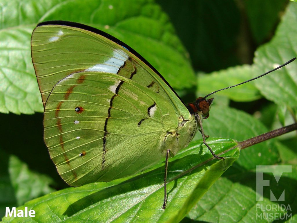 Male Common Olivewing butterfly with closed wings. Butterfly is green with small brown and white markings.