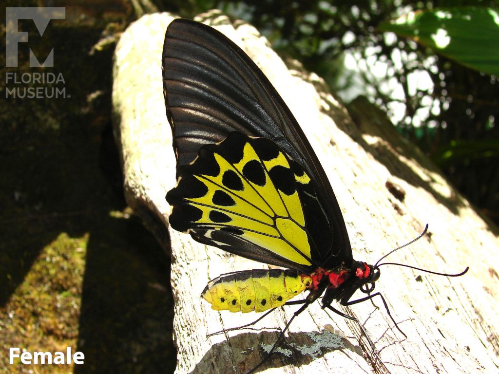 Female Common Birdwing butterfly with closed wings. Butterfly’s wing in long and narrow. Upper wing is black, the lower wing and body is bright yellow.