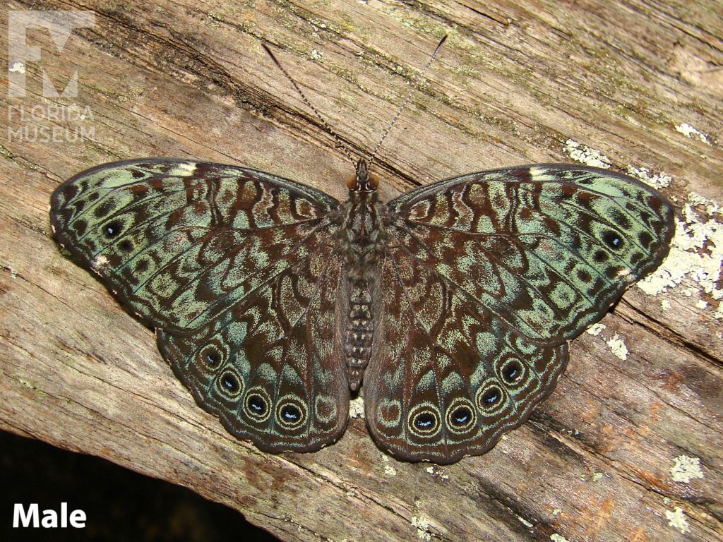 Male Black-patched Cracker butterfly with open wings. Butterfly has dark brown wings with heavy blue-green markings and ‘eye-spots’ along the lower edge of the wings