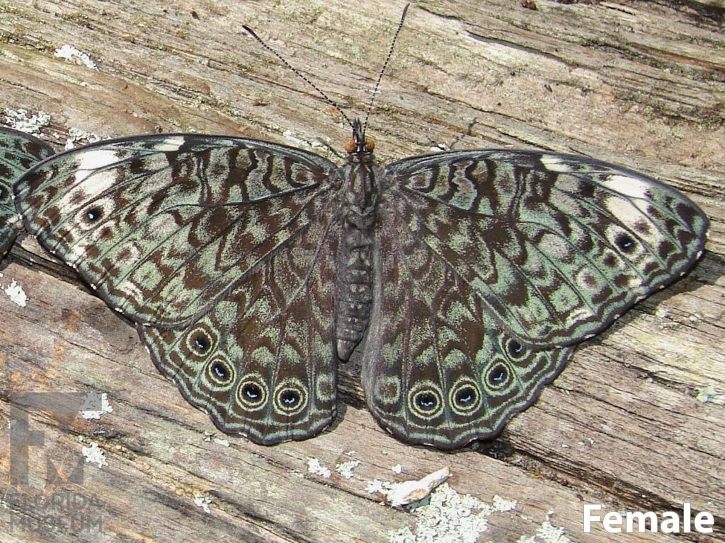 Female Black-patched Cracker butterfly with open wings. Butterfly has light brown wings with heavy light blue-green markings and ‘eye-spots’ along the lower edge of the wings