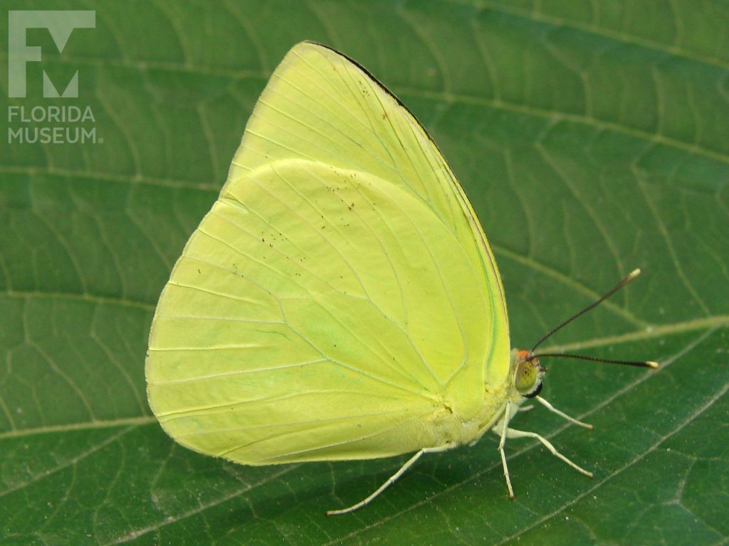Mottled Emigrant butterfly with closed wings. Male and female butterflies look similar but there is some variation between butterflies. Wings are yellow/green.
