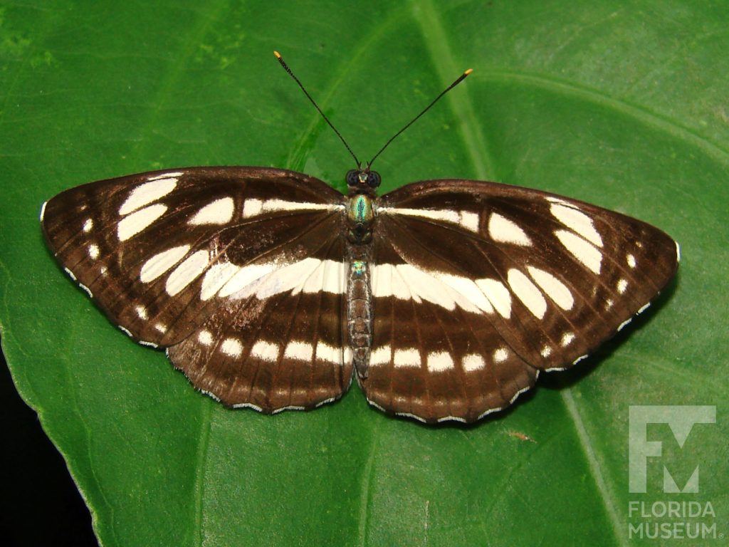 Common Sailor butterfly with open wings. Male and female butterflies look similar. Wings are brown with white markings set in horizontal stripes.