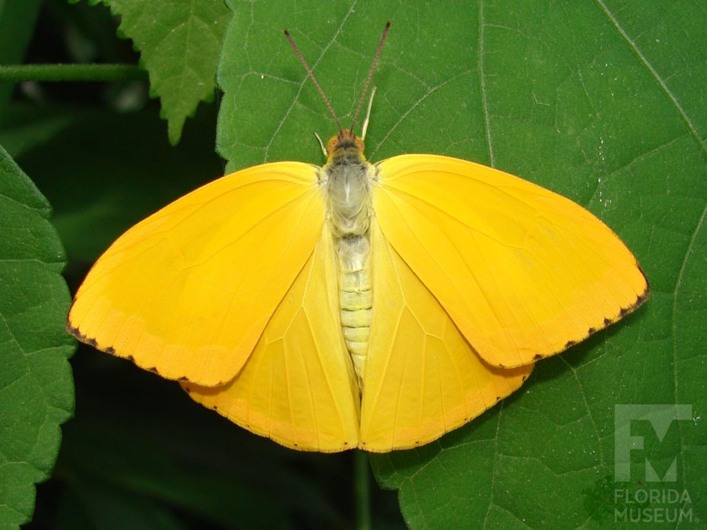 Apricot Sulfur Butterfly with wings open, butterfly is bight yellow.