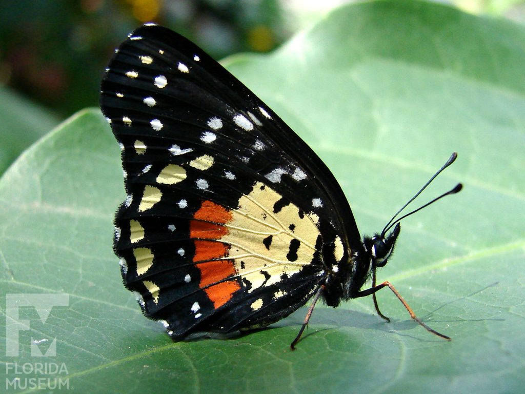 Crimson Patch butterfly with closed wings. Male and female butterflies look similar. Butterfly is black sprinkled with small white dots. At the center of the wings near the body is a large yellow patch with an orange stripe.