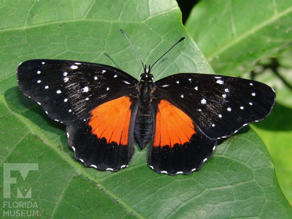 Crimson Patch butterfly with open wings. Male and female butterflies look similar. Butterfly is black sprinkled with small white dots. At the center of the wings near the body is a large orange patch.