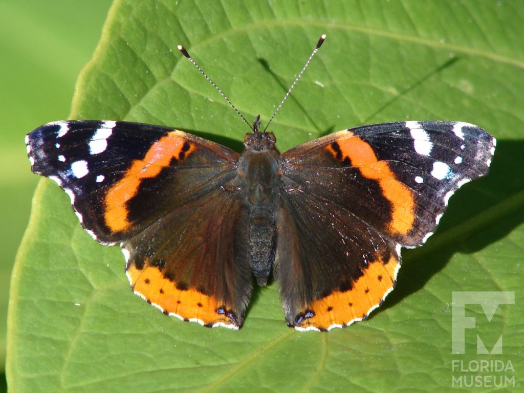 Red Admiral butterfly with open wings. Male and female butterflies look similar. Butterfly is brown with orange bands through the center of the upper wing and along the lower the edge of the lower wing. The tip of the upper wing is black with white dots.