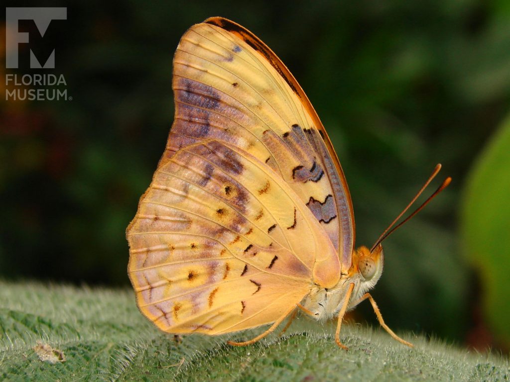 Common Leopard butterfly with closed wings. Male and female butterflies look similar. Butterfly is orange with many mottled brown markings.